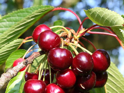Taille arbre fruitier